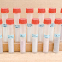 Set Of Enamel Colours, Transparent Pink/red/purple, 12x10gm, Latham   Enamels