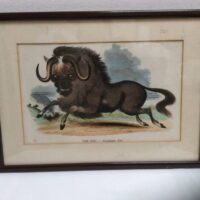 1860 Original Hand Coloured Print 'the Gnu'
