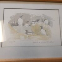Framed Watercolour Painting By Rosanne Guille, “guillemots On Les Autelet Rocks, N Sark”