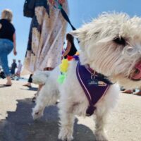 Smartphone Photography Experience Days In Brighton