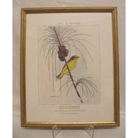 Oiseaux Des Mascareignes  - 'serin Du Mozambique' J M Vinson 1981 Chromolithograph