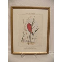 Oiseaux Des Mascareignes  - 'cardinal' J M Vinson 1981 Chromolithograph